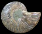 Agatized Ammonite Fossil (Half) #39640-1